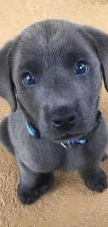 Adorable gray puppy with big eyes on a mobile wallpaper.