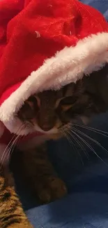 Cat in a Santa hat on blue background.