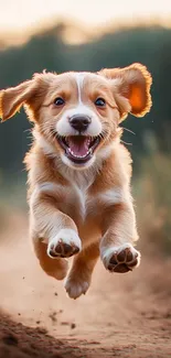 Cute puppy running joyfully outdoors.