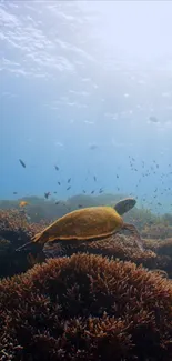 Sea turtle swimming above coral reef in clear blue ocean waters.